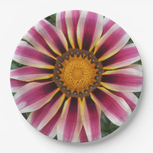 Assiettes En Carton Hereford