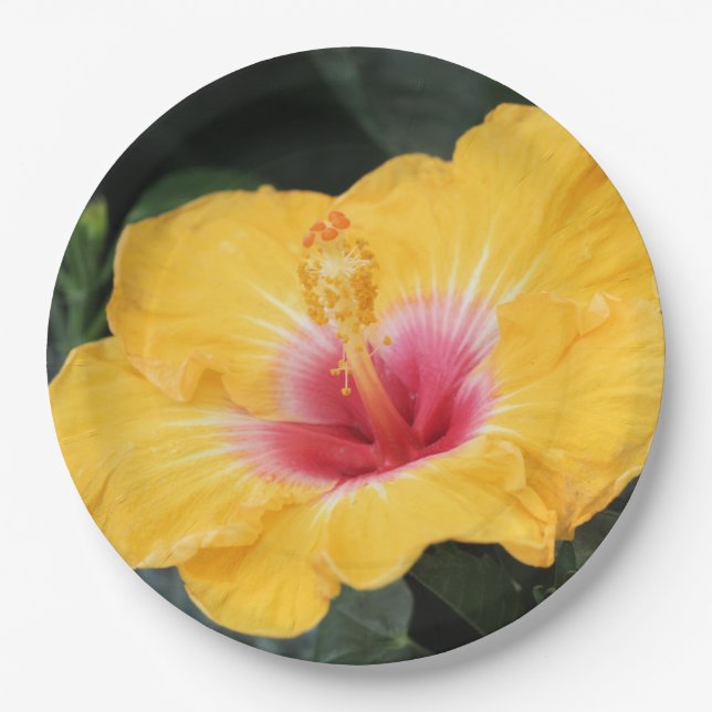 Assiettes En Carton hibiscus jaune (Devant)