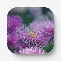Histoires de fleurs / Aster Flower