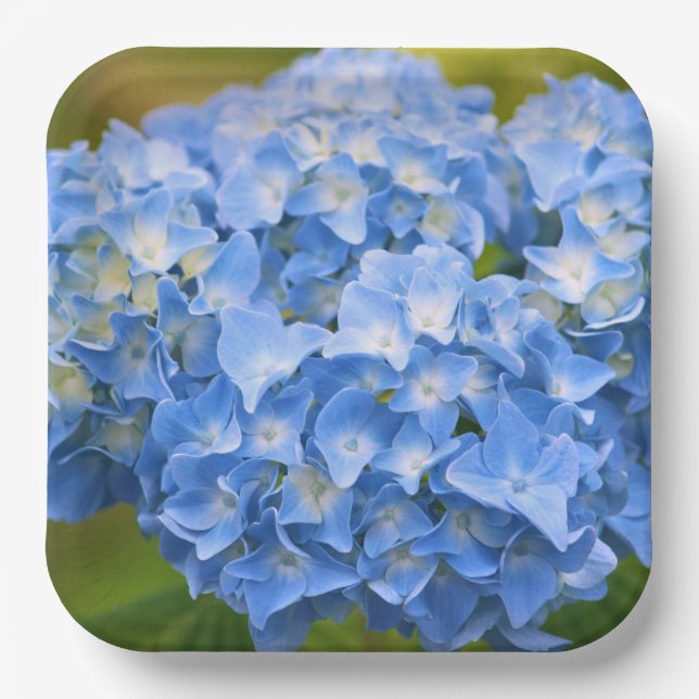 Assiettes En Carton Hydrangea Plates (Recto)