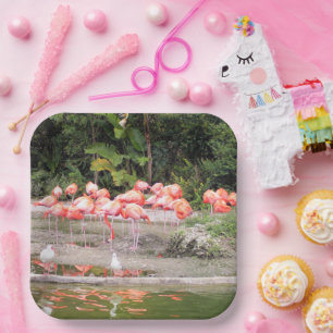 Assiettes En Carton Illustration tropicale de troupeau de flamants ros
