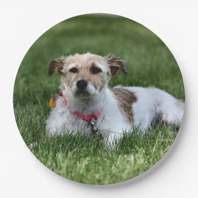 Assiettes En Carton Jack (Devant)