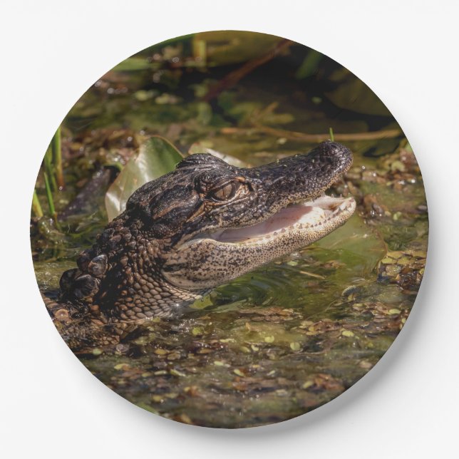 Assiettes En Carton Jeune alligator (Devant)