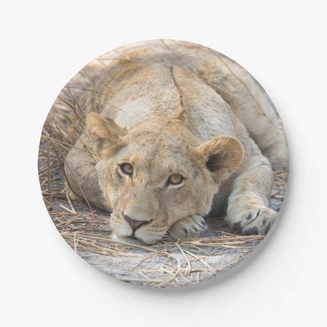 Assiettes En Carton Jeune lion (Devant)
