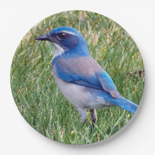 Assiettes En Carton Joli Blue Scrub Jay Bird Photo