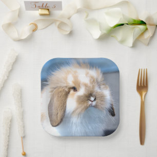 Assiettes En Carton Joli lapin blanc et brun flamand