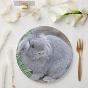 Assiettes En Carton Joli lapin gris