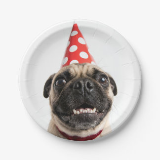 Assiettes En Carton Joli Pug d'anniversaire en chapeau de fête rouge