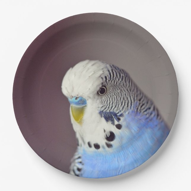 Assiettes En Carton Jolie plaque Papier Photo Budgie Bleu (Devant)