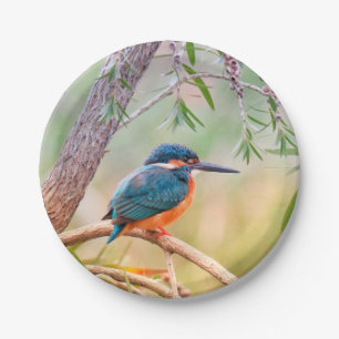 Assiettes En Carton Kingfisher Perché sur la branche