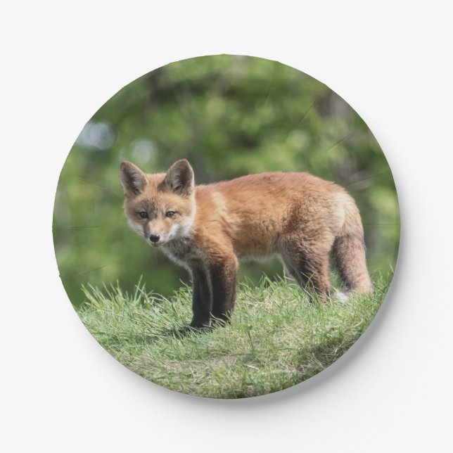 Assiettes En Carton Kit de Fox rouge (Devant)