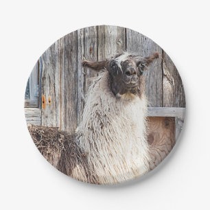 Assiettes En Carton Lama devant une grange