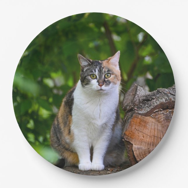 Assiettes En Carton Le chat (Devant)