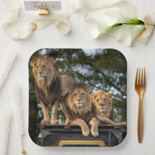 Assiettes En Carton Lion