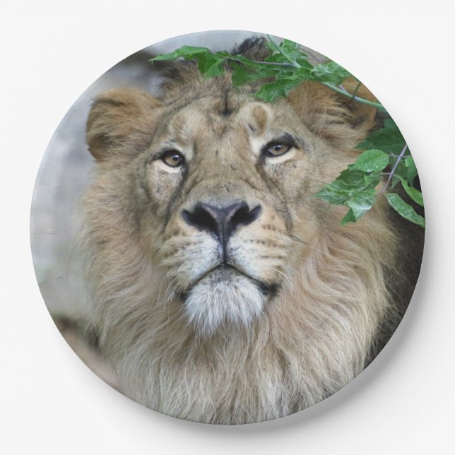 Assiettes En Carton Lion 002 (Devant)