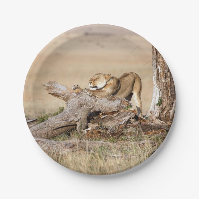 Assiettes En Carton Lioness stretching (Devant)