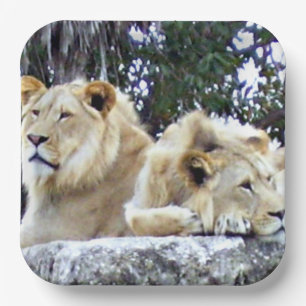 Assiettes En Carton Lions se reposant ensemble sur un rocher ensoleill