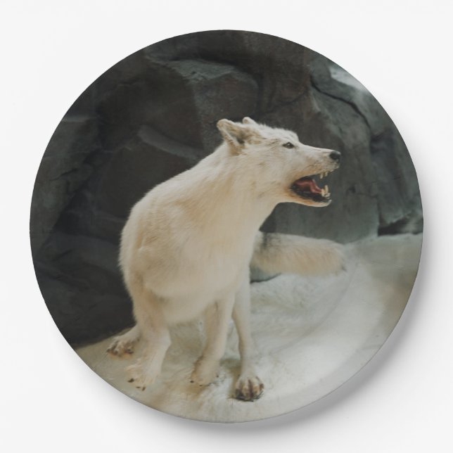 Assiettes En Carton Loup blanc (Devant)