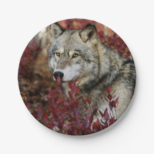 Assiettes En Carton Loup dans l'affaire Foliage