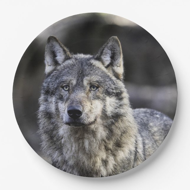 Assiettes En Carton Loup gris (Devant)