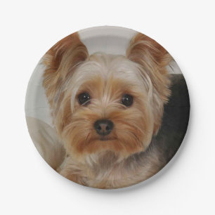 Assiettes En Carton Magnifique Yorkshire Terrier