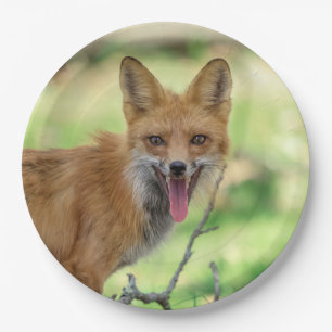Assiettes En Carton Mama Fox dans la vallée de l'Hudson