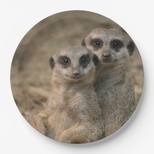 Assiettes En Carton Meerkat 067 (Devant)