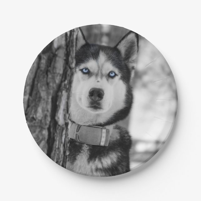 Assiettes En Carton Mes yeux de bleus layette (Devant)