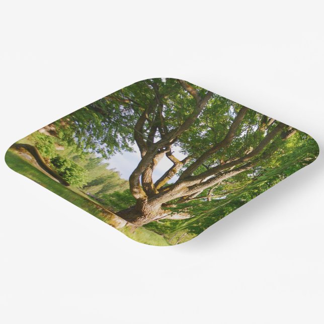 Assiettes En Carton Mi-été Lumière Småland (Angulaire)