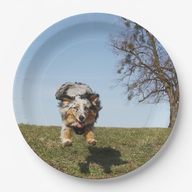 Assiettes En Carton Miniature American Shepherd Blue Merle Jumping (Devant)