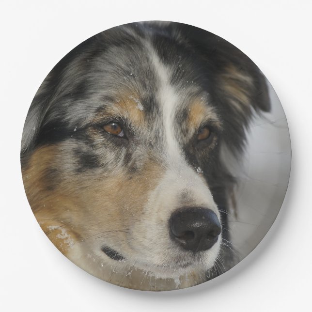 Assiettes En Carton Miniature American Shepherd Blue Merle second (Devant)