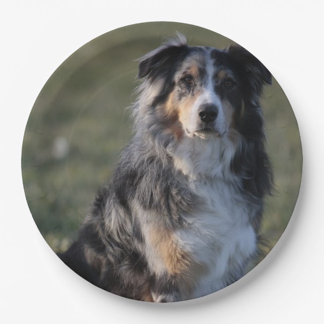 Assiettes En Carton Miniature American Shepherd Blue Merle Sitting (Devant)