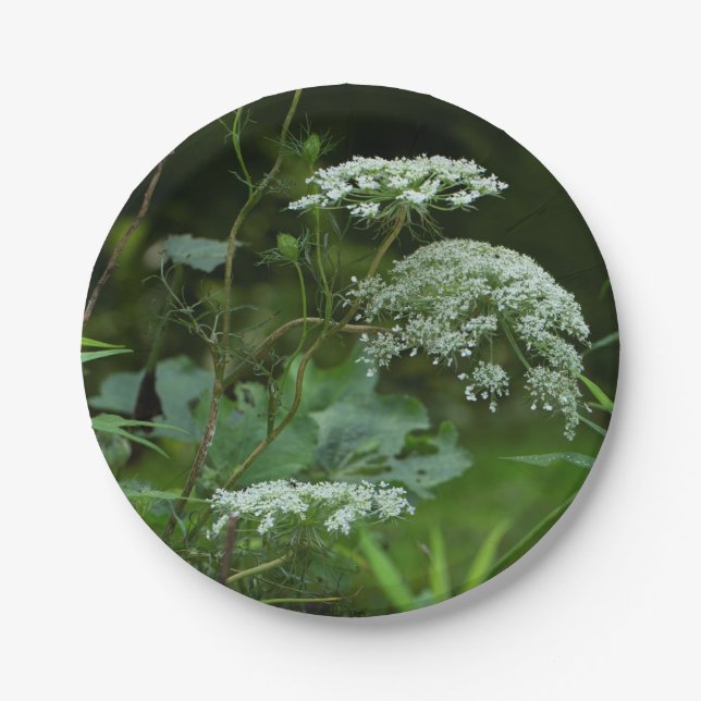 Assiettes En Carton modèle à plaque (Devant)