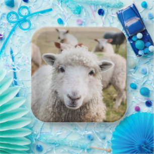 Assiettes En Carton Mouton