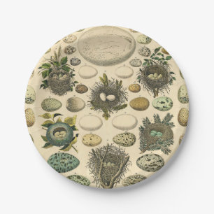 Assiettes En Carton OEuf vintage Nid Art Peinture OEufs