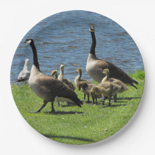 Assiettes En Carton Oies du Canada sur l'herbe par la plaque à papier