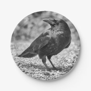 Assiettes En Carton Oiseau noir, corneille, sur les roches