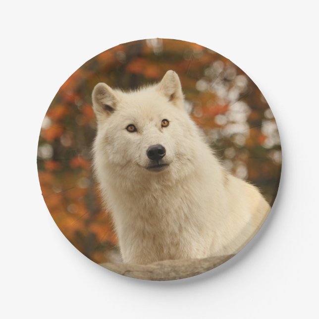 Assiettes En Carton Optimisme (Devant)