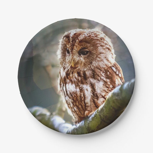 Assiettes En Carton Owl Hoo (Devant)