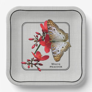 Assiettes En Carton Papillon blanc Peacock Gros plan Photographie