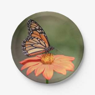Assiettes En Carton Papillon Monarque sur une fleur d'orange