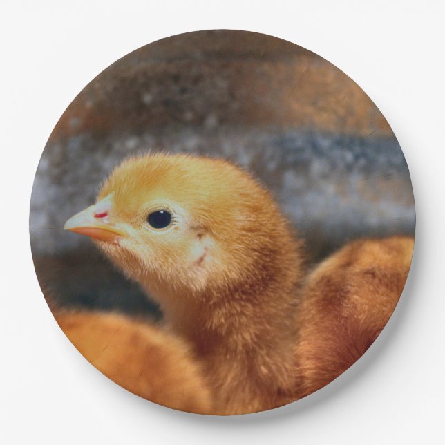 Assiettes En Carton Pep (Devant)