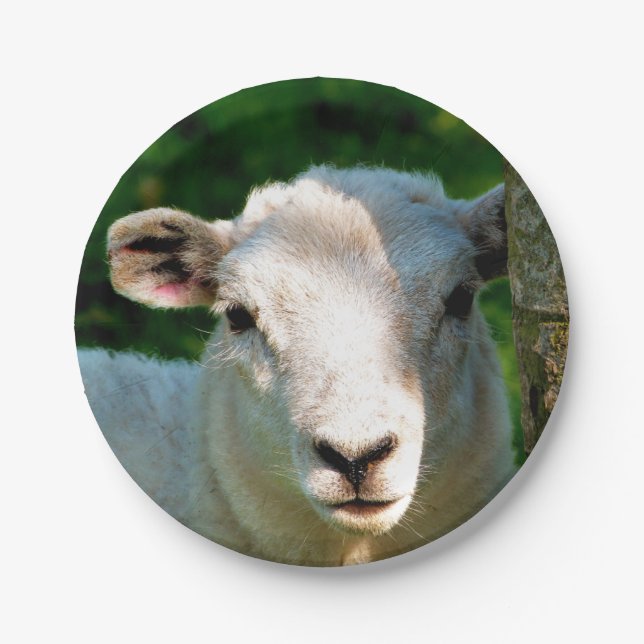 ASSIETTES EN CARTON PETIT MOQUETTE (Devant)