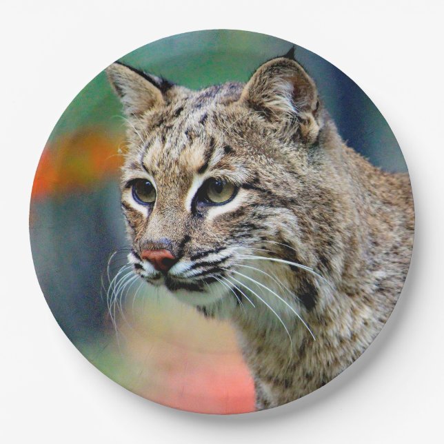 Assiettes En Carton Photo de Bobcat Wildlife (Devant)