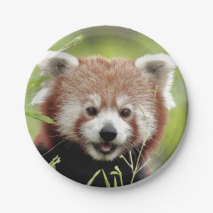 Assiettes Anniversaire Panda Zazzle Fr Assiettes Anniversaire Panda Zazzle Fr