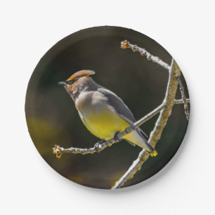 Assiettes En Carton Photographie originale d'oiseau sauvage de Jaseur