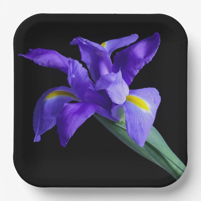 Assiettes En Carton Plaque Carré Iris Violet (Recto)