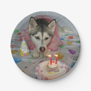 Assiettes En Carton Plaque d'anniversaire Cuisine Sibérienne Husky