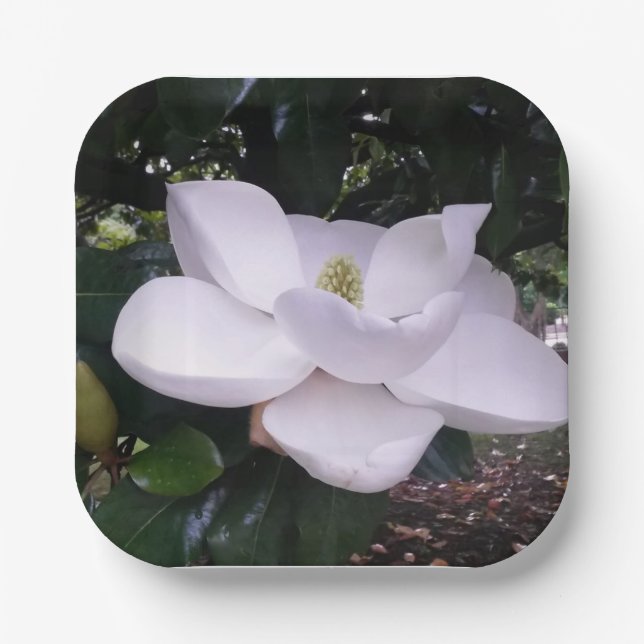 Assiettes En Carton Plaque de papier (Recto)