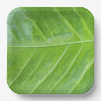 Assiettes En Carton Plaque de papier Carré de 9 pouces avec vert encha